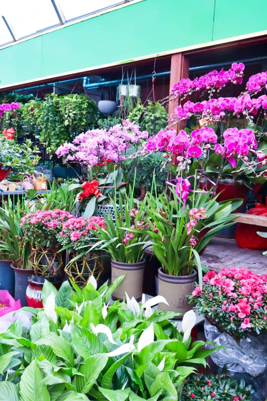 迎泽公园花卉市场图片
