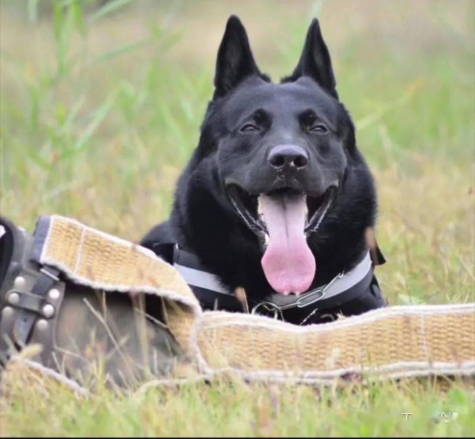 德国进口ipo3顶级血线种公"宙斯"