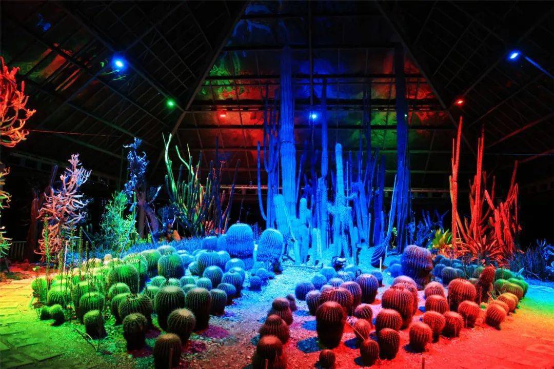 投影机在花都森林中央广场穿越时空迎着梦幻的灯光秀和另一半漫步爱情