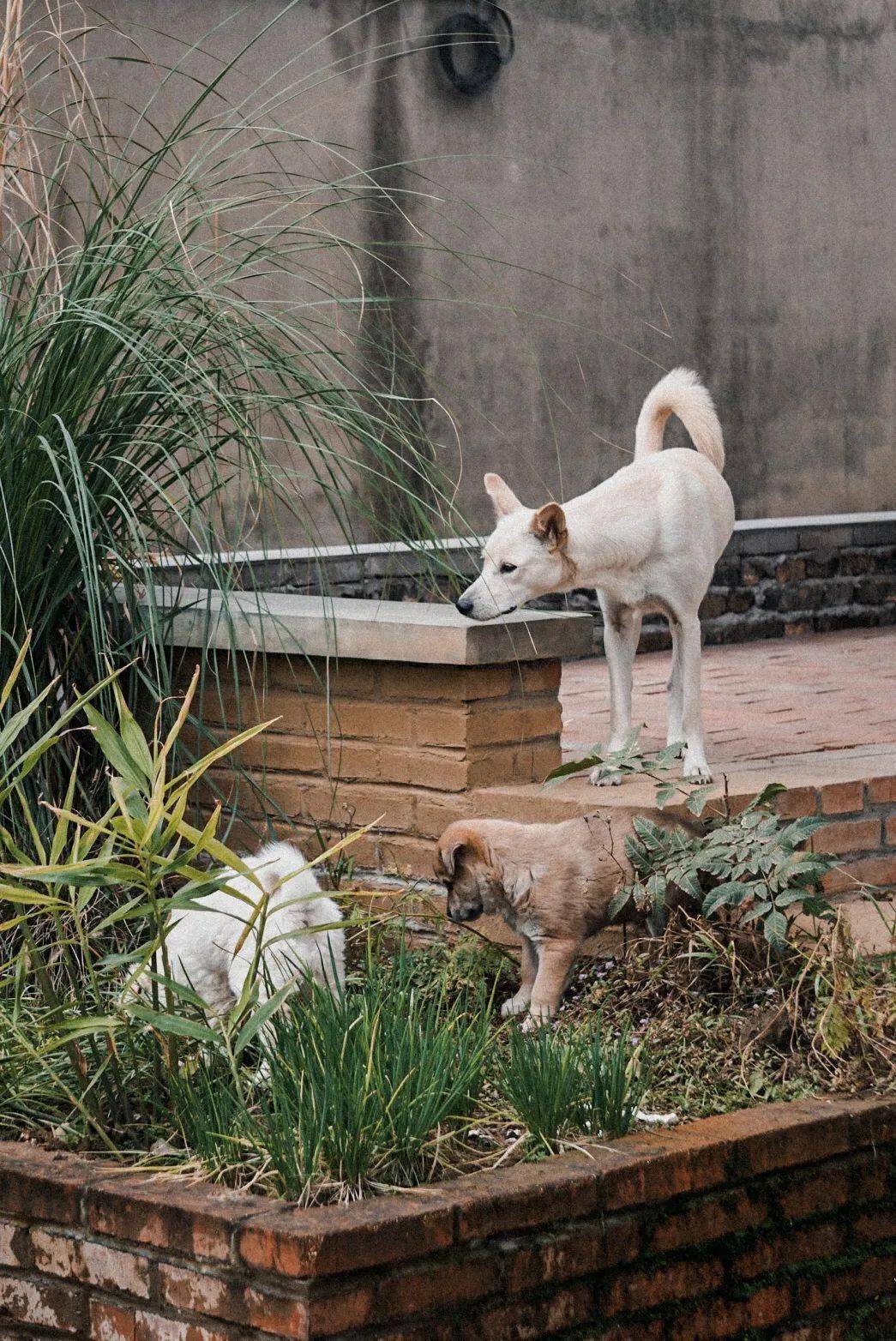 留宁过年超超超多萌宠民宿里这些可爱的面孔藏不住啦