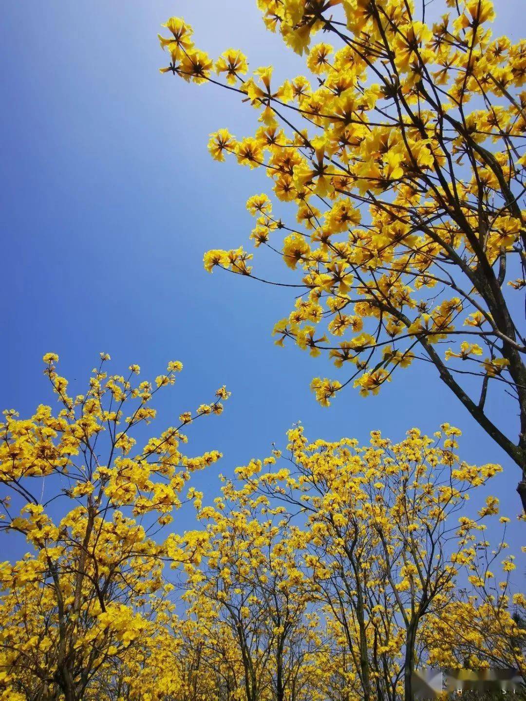 北海黃花風鈴刷屏朋友圈!明天弱冷空氣抵達,抓緊時間賞花了!