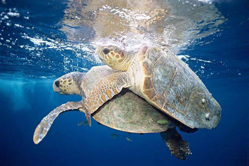 去惠东探寻我国大陆仅存的绿海龟繁衍地