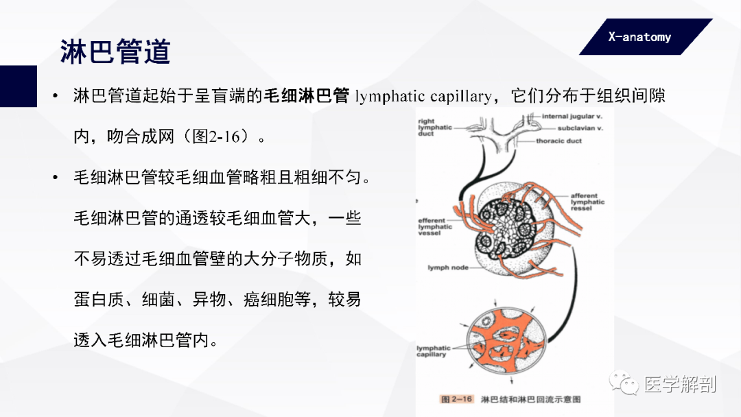 人體解剖學脈管系統淋巴系統