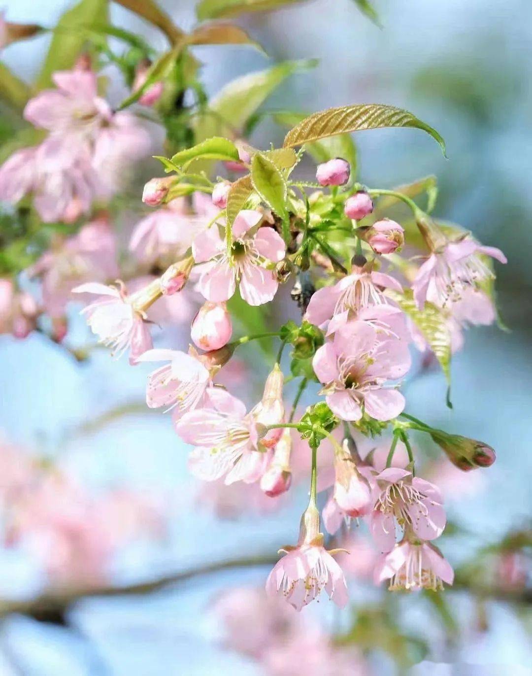 桃花岛黄桃花岛亚洲精品 自媒体热点