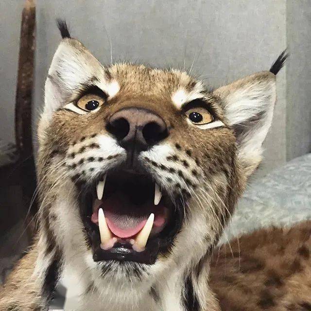 救了2隻山貓交給8隻大傻狗養，結果...這猛獸怎麼狗里狗氣的？ 萌趣萌寵 第19张
