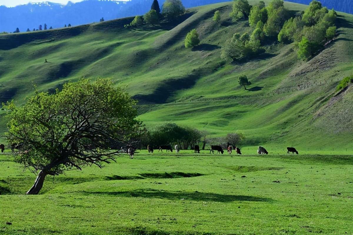 人间天堂那拉提草原
