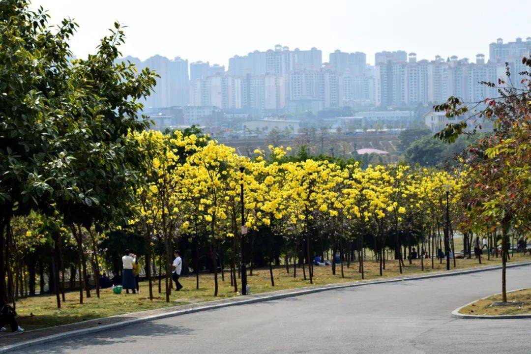 南宁江南公园的黄花风铃木美爆了~趁着假期，赶紧去打卡！
