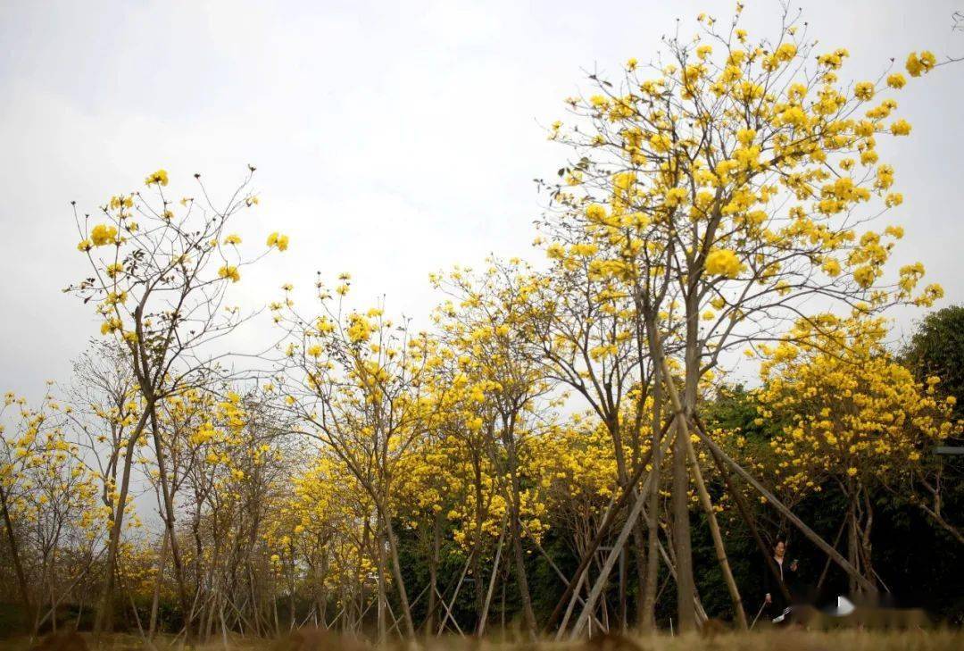 顺峰山公园黄花风铃木图片