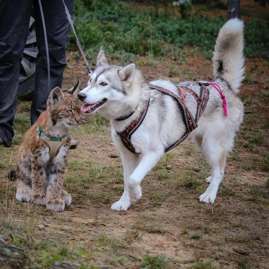救了2隻山貓交給8隻大傻狗養，結果...這猛獸怎麼狗里狗氣的？ 萌趣萌寵 第20张