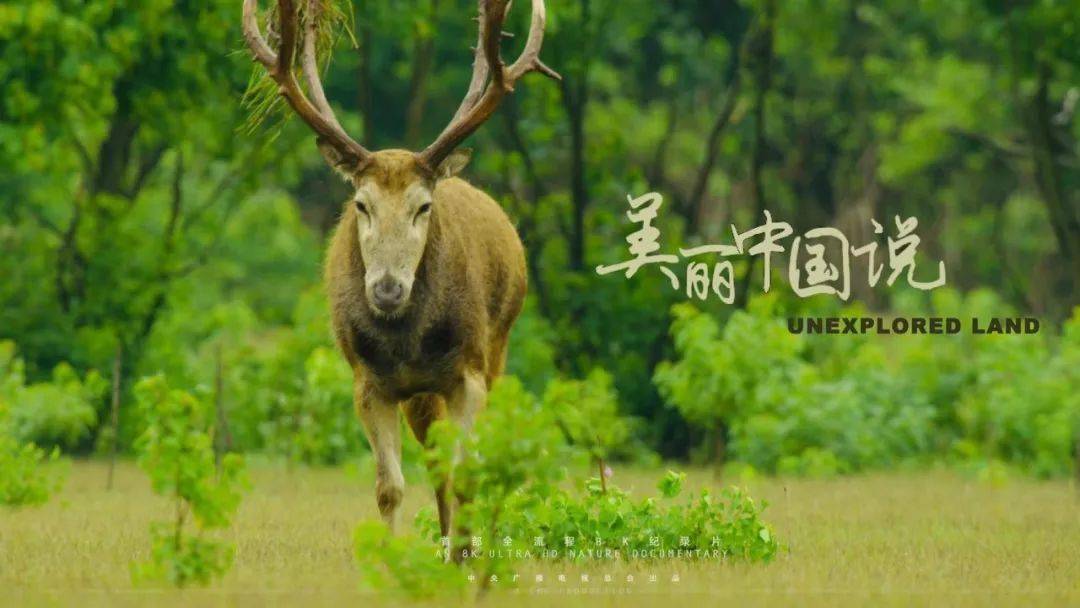 央視首部8k紀錄片美麗中國說鹽城篇沙洲奇緣今日首播