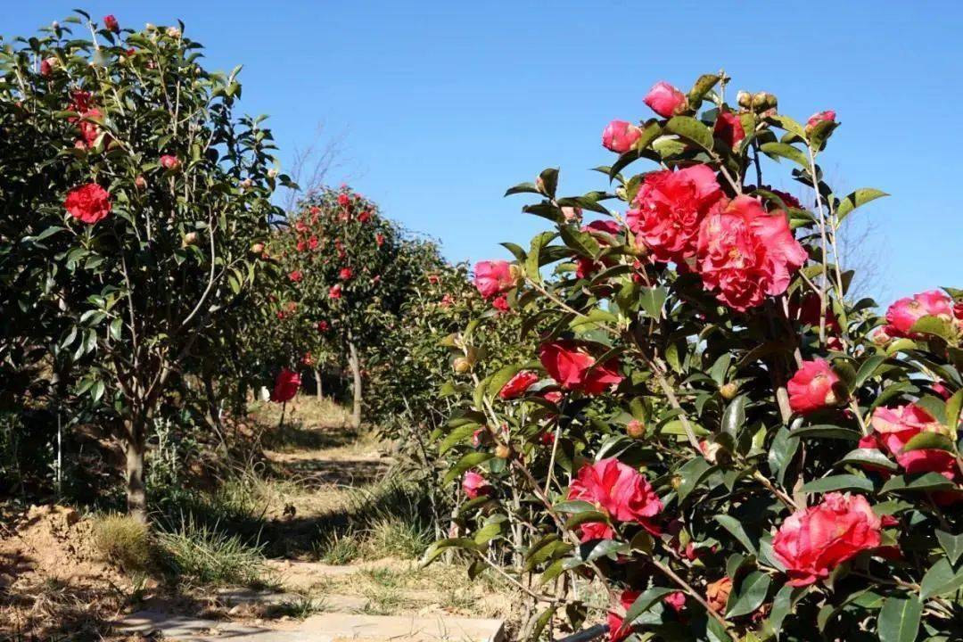 春回大地,这场"约会"尽快安排!_茶花
