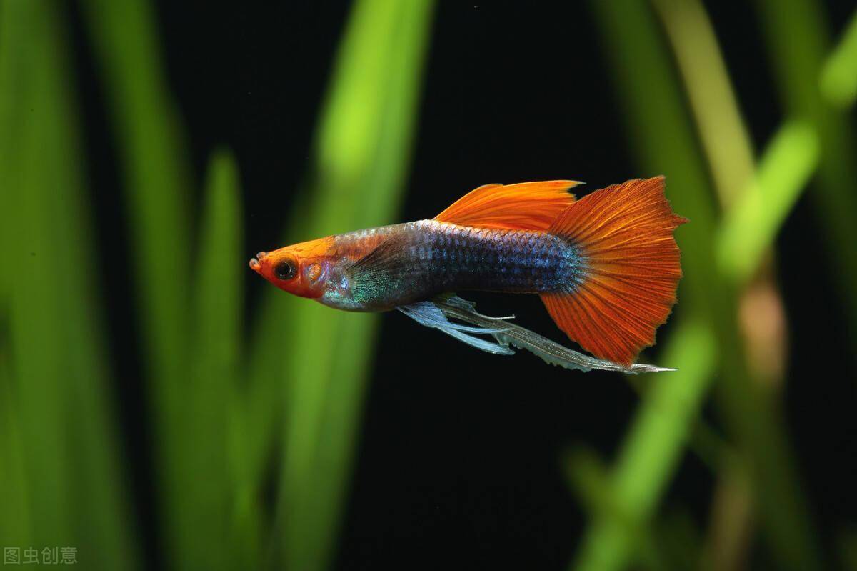 想体验大鱼生小鱼 你就养孔雀鱼 照我说的养 你家鱼缸都不够用 繁殖