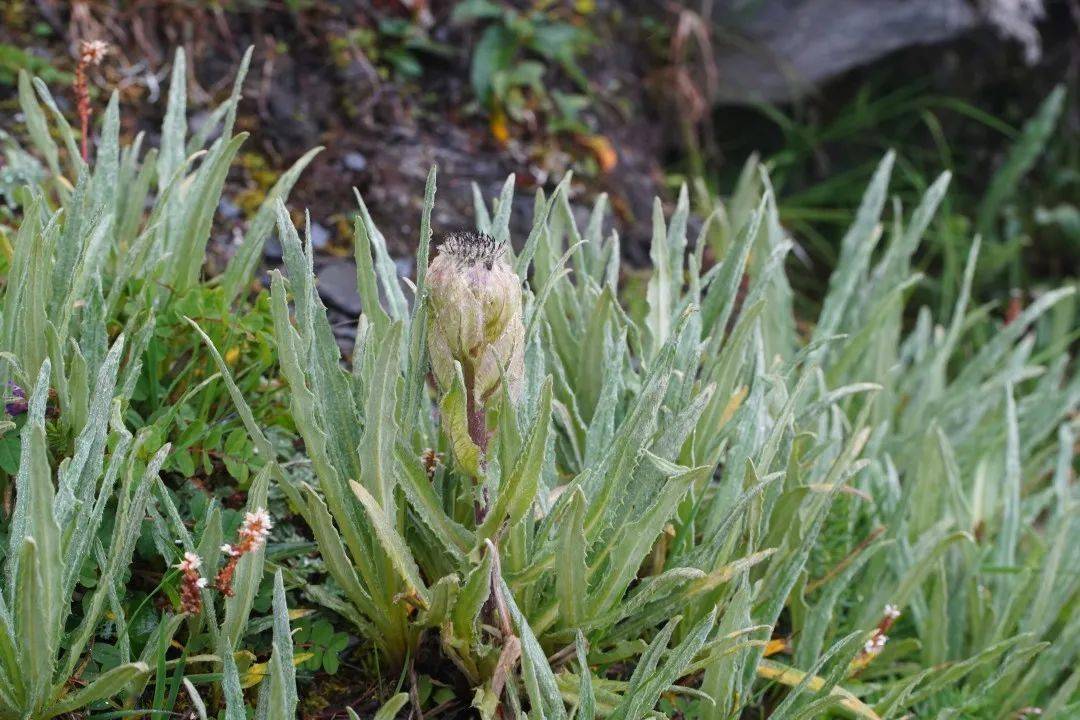 让神药传说放回小说,我们来欣赏雪莲_植物