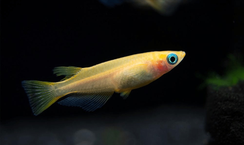 在引入食蚊鱼之后,本地青鳉的生存空间被一步步压缩,最终被限制在一些