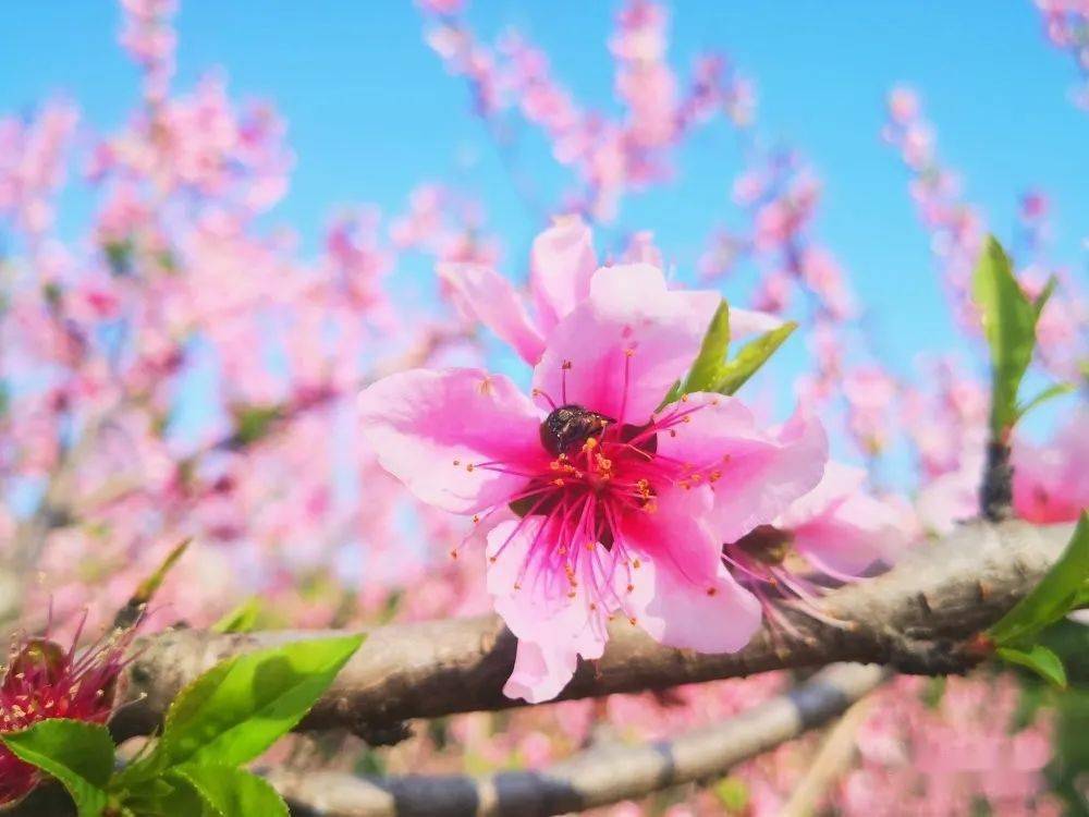 春光無限桃香韻綬溪公園賞桃花