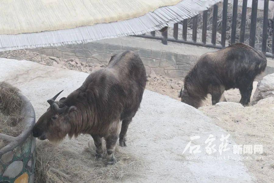 什么气冲天的成语动物_成语故事图片(3)