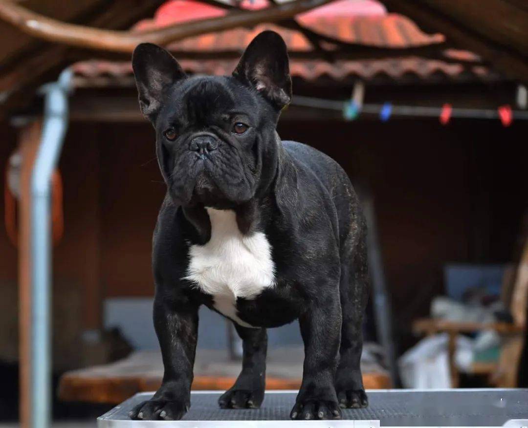 从审查的视角来看法斗