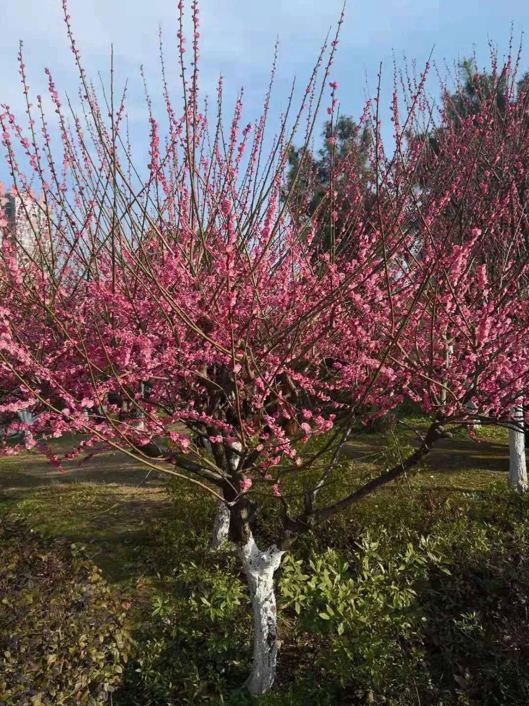 荆州赏梅地图地图出炉,荆州人快收下这份小"梅"好!_八岭山镇