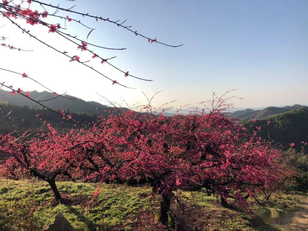 花海正旺信豐這些網紅打卡地你去了嗎