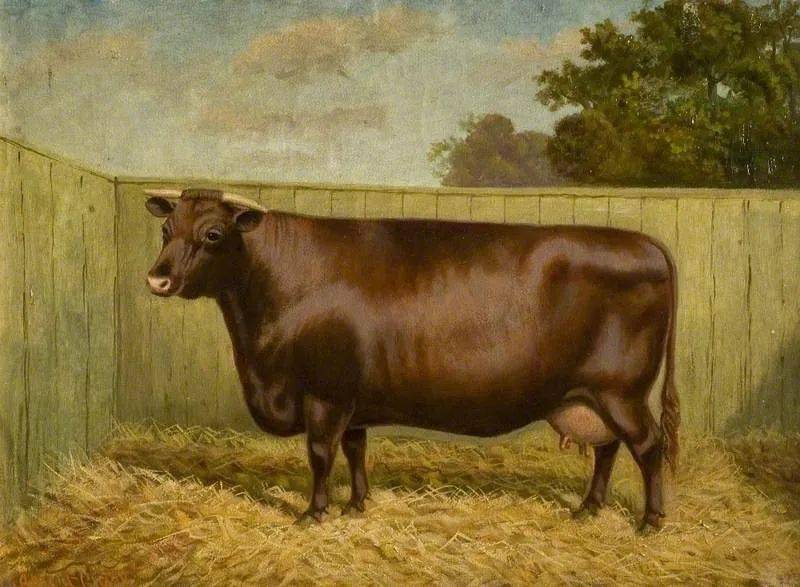 lincoln red cow 1910,林肯红牛1910william albert clark (威廉