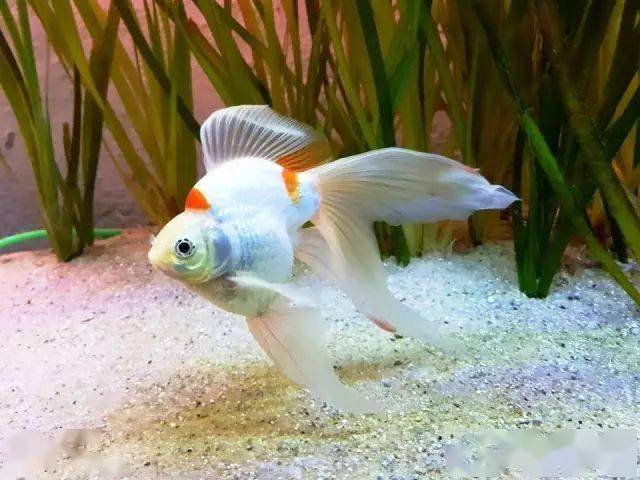 品鉴这鱼的体色犹如晶莹剔透的美玉皮实耐寒大的个体可以长到近40公分