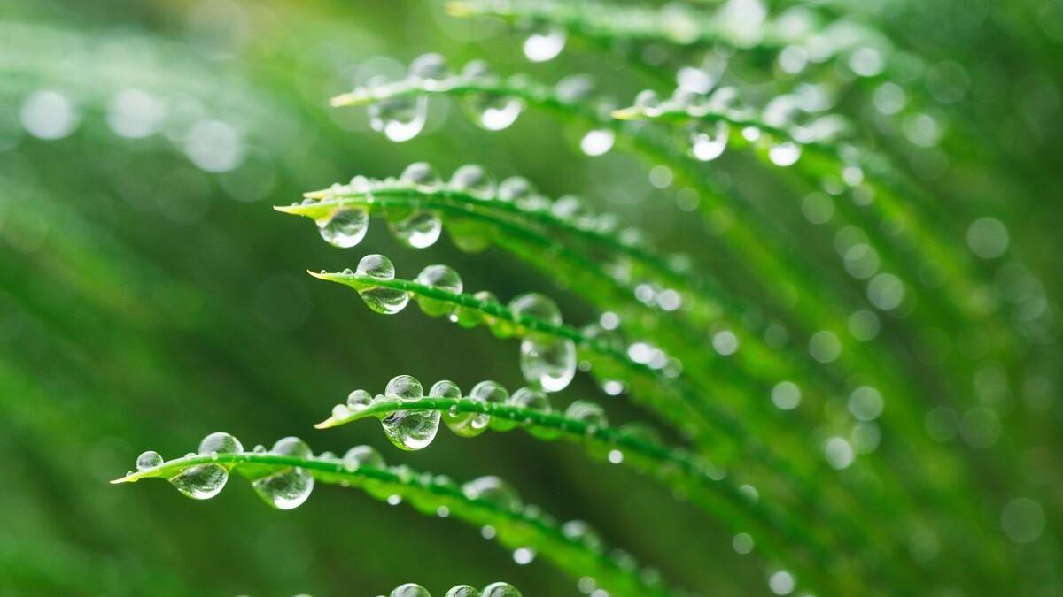 雨水节气,送你三首春雨的古诗,带你邂逅时光里的春天