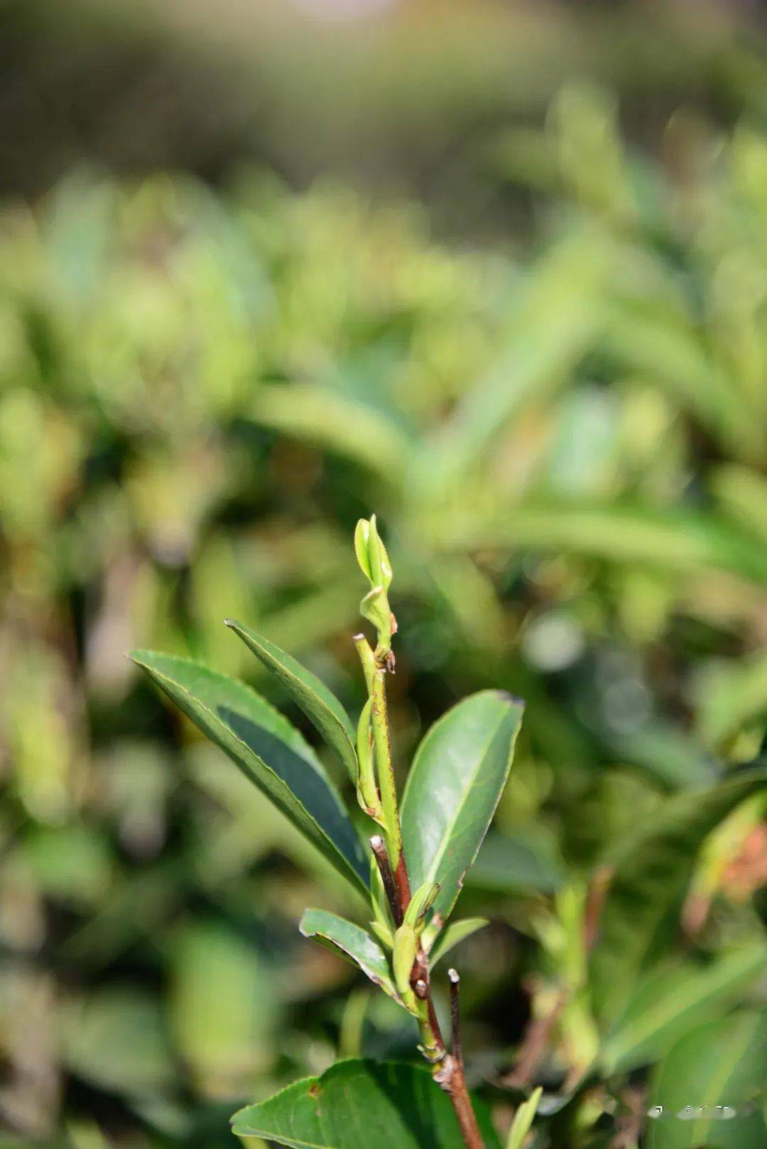 的藏远望茶树翠绿层叠耀眼夺目嫩绿勃发的茶芽迷人而可爱行走其中