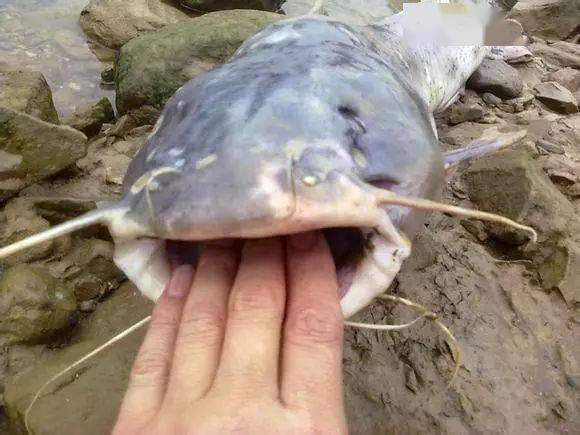 一条价值千元的西江钳鱼,被誉为"四大河鲜之一"