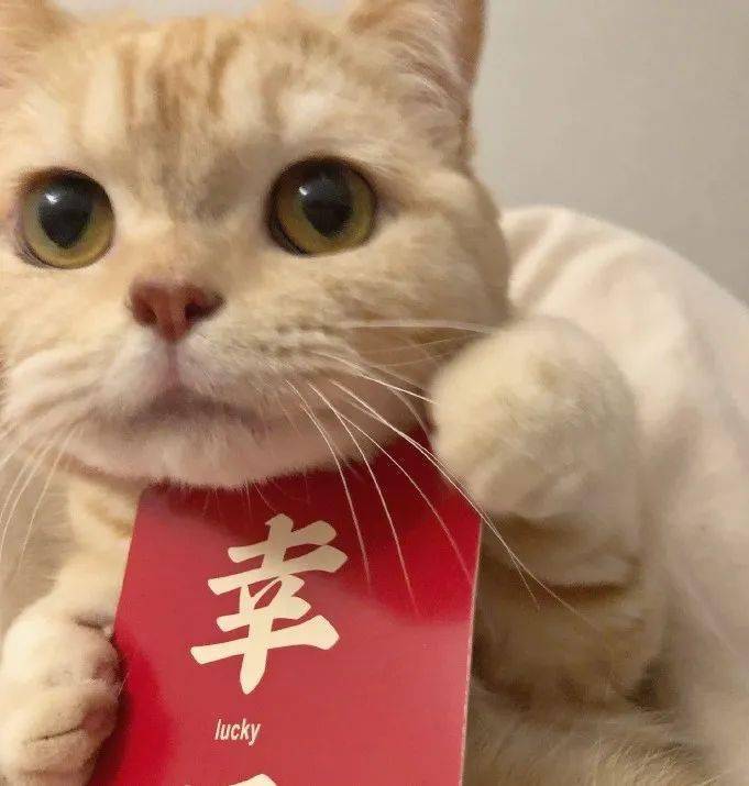 开工大吉猫咪头像这个年吃的有点多