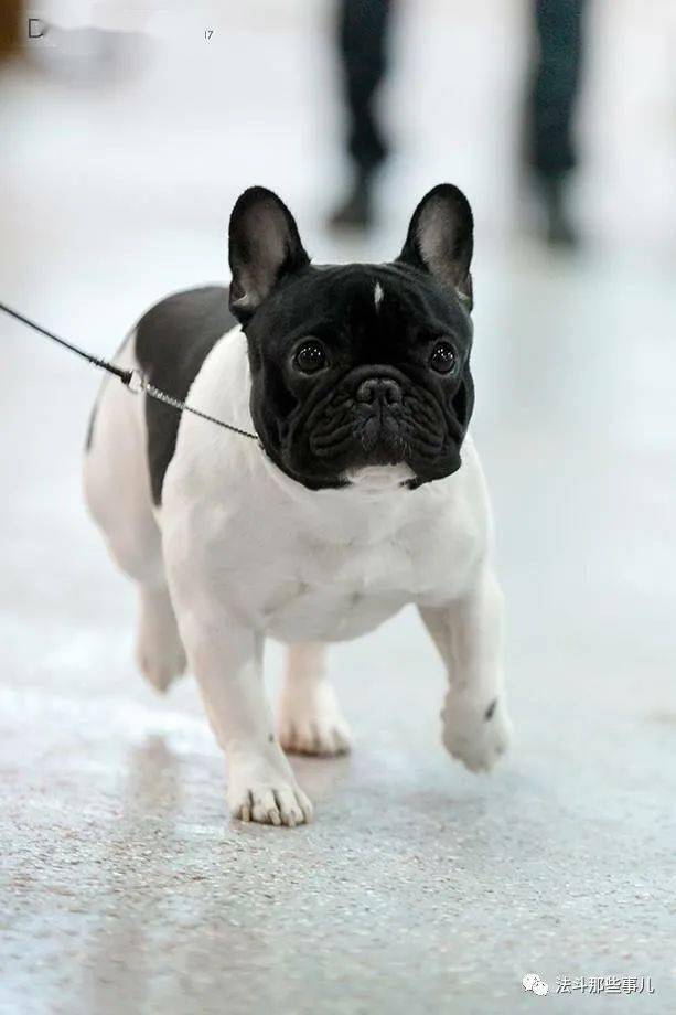 基于fci法斗犬种标准的毛色解读_颜色