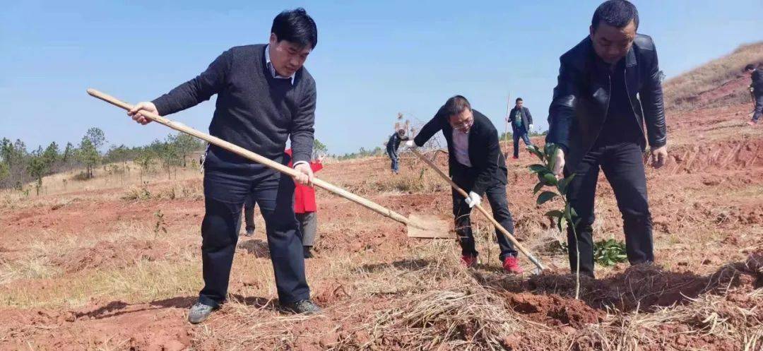 上午9點,臺嶺鄉組織全體幹部40餘人,在六合村千畝沃柑產業基地開展