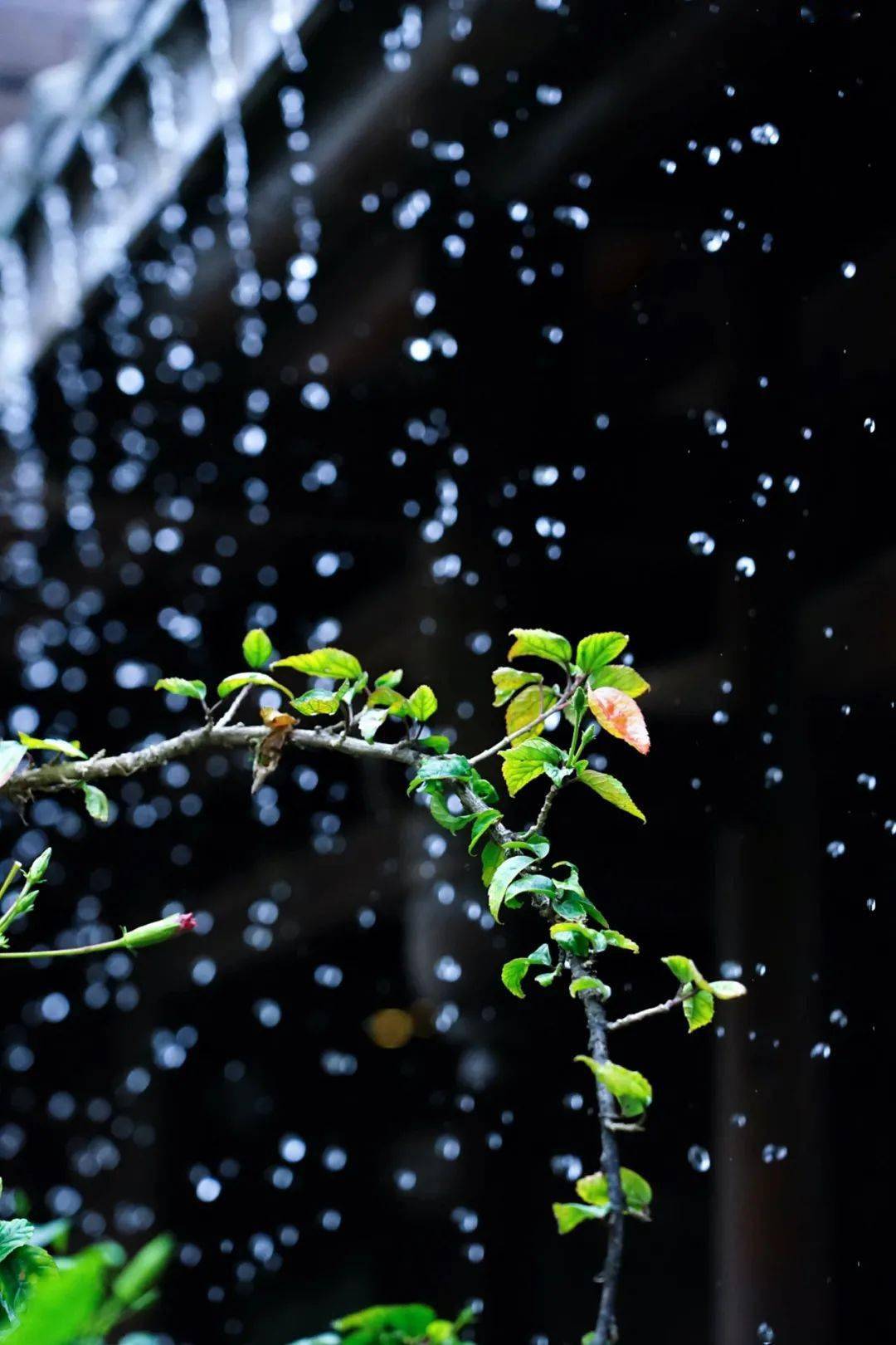 一日一言 l 雨水 春雨动