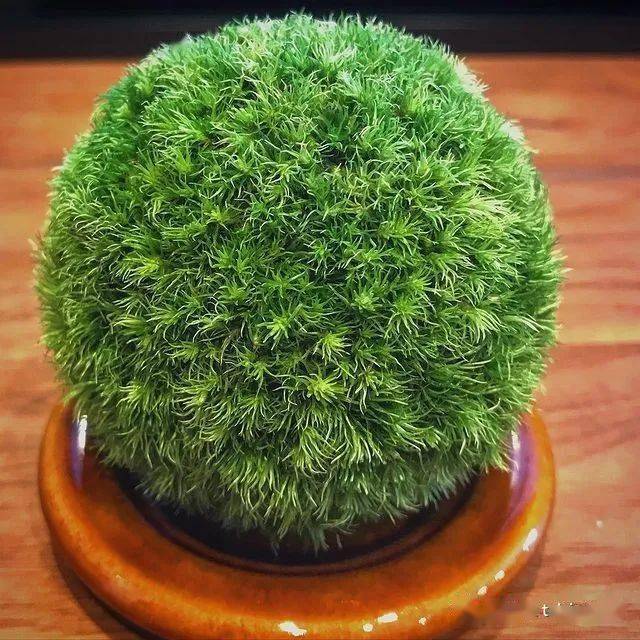 顶级禅意苔玉最雅致的桌面盆景