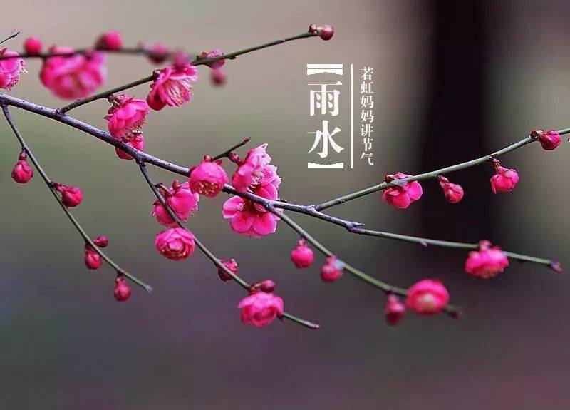 今日雨水春雨无声润泽万物