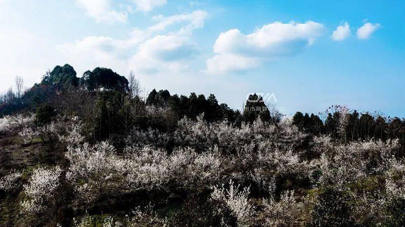 崇州这片樱桃花海,绝美!_道明镇