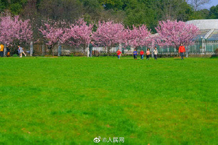 武汉大学的早樱如期赴约，惊艳了这个春天