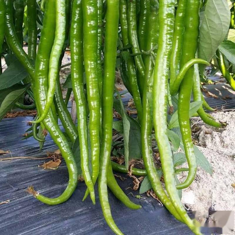 基金项目山东滕州辣椒优质高产栽培技术