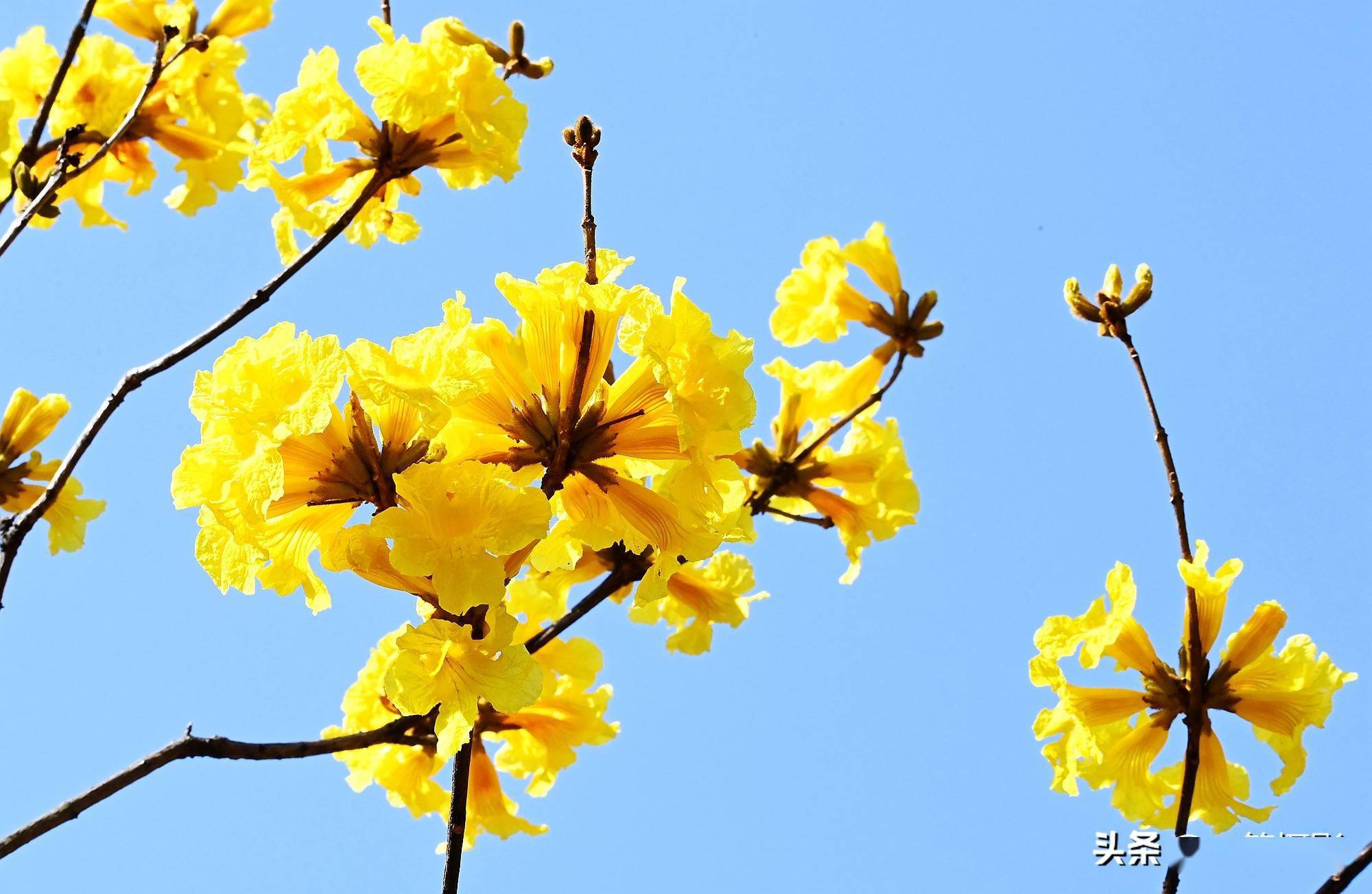 黄花风铃木蓝天下的黄风铃