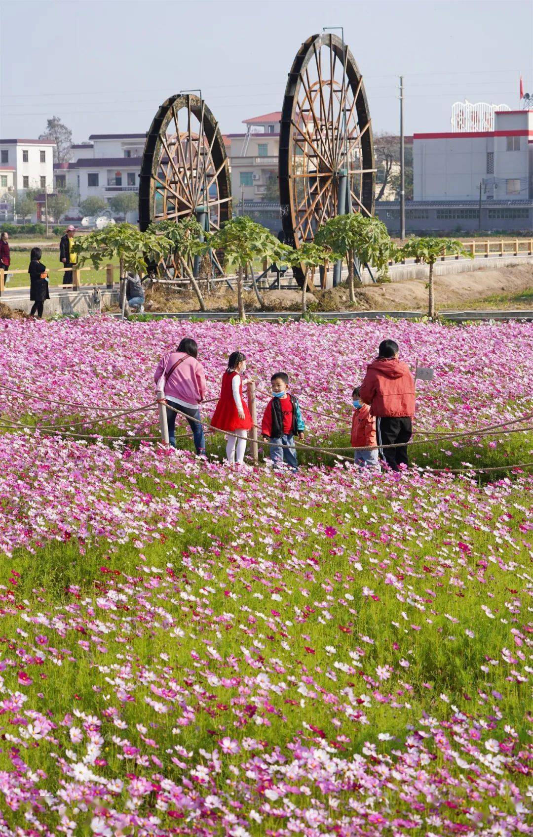 大量美图中山五大花海齐放