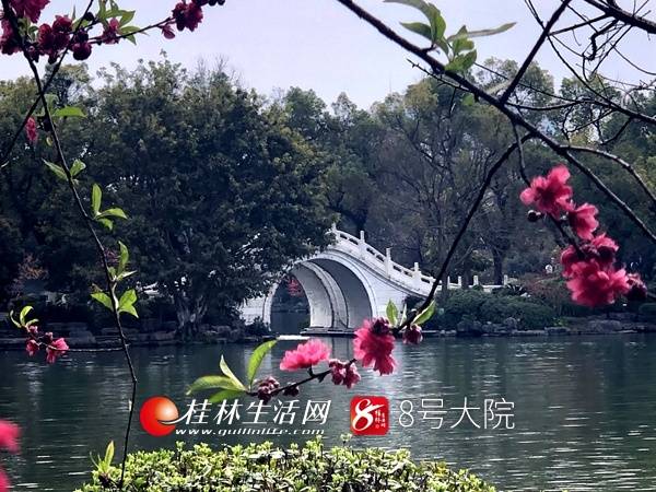 桂林榕湖两岸“寻情记” 一大波美女与桃花相映红