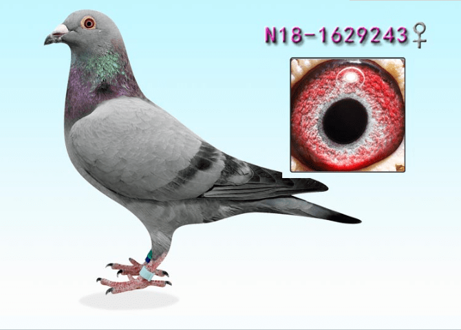 第2127期拍卖3号鸽nl181629243雌自由斗士回血