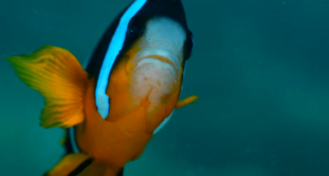 海底动物的特点是什么 ca233258198f41c88b925b9b77e7a842.png