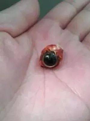 起床踩到一顆帶血的眼球，主人差點被嚇暈過去，仔細一看哭笑不得… 萌趣萌寵 第2张
