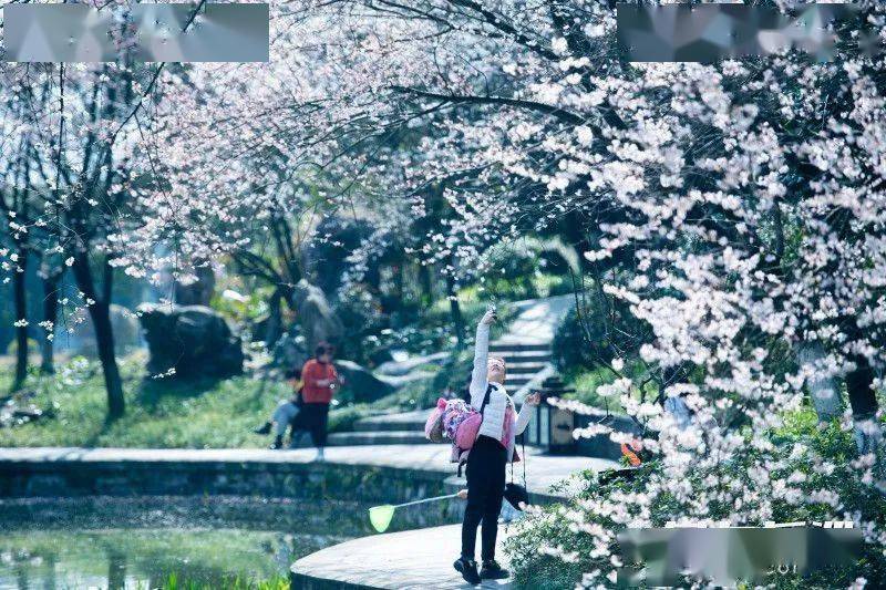 太美了！橘子洲上鲜花盛开！还有松雅湖、望月公园…错过再等一年！（大量美图）