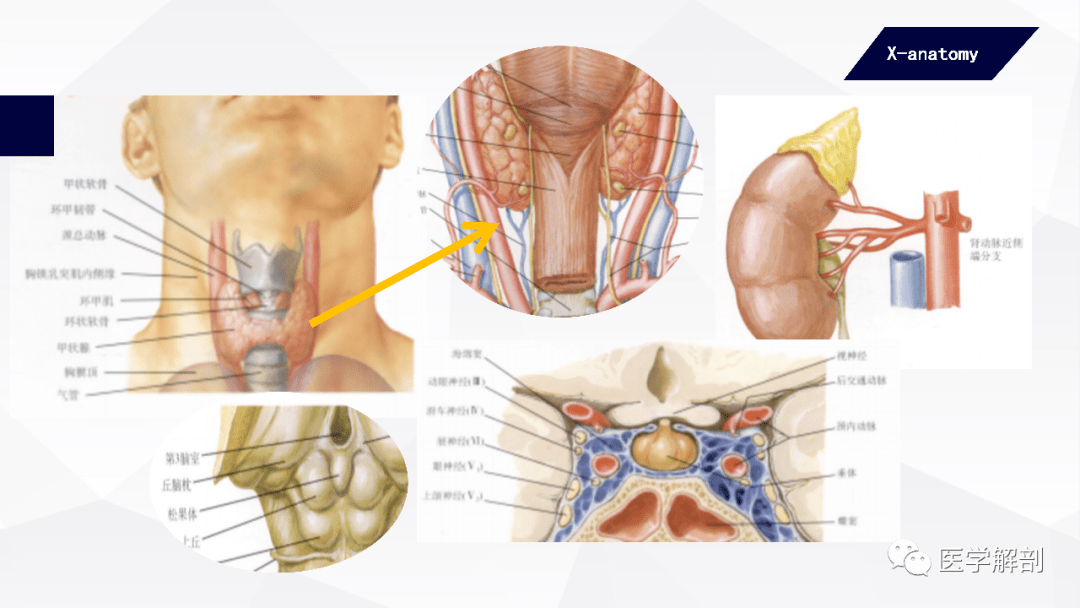 内分泌腺结构图片