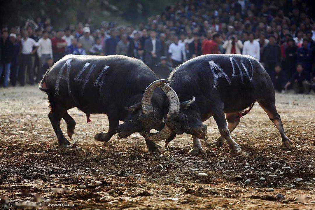 牛,人见人爱敬业福~_斗牛