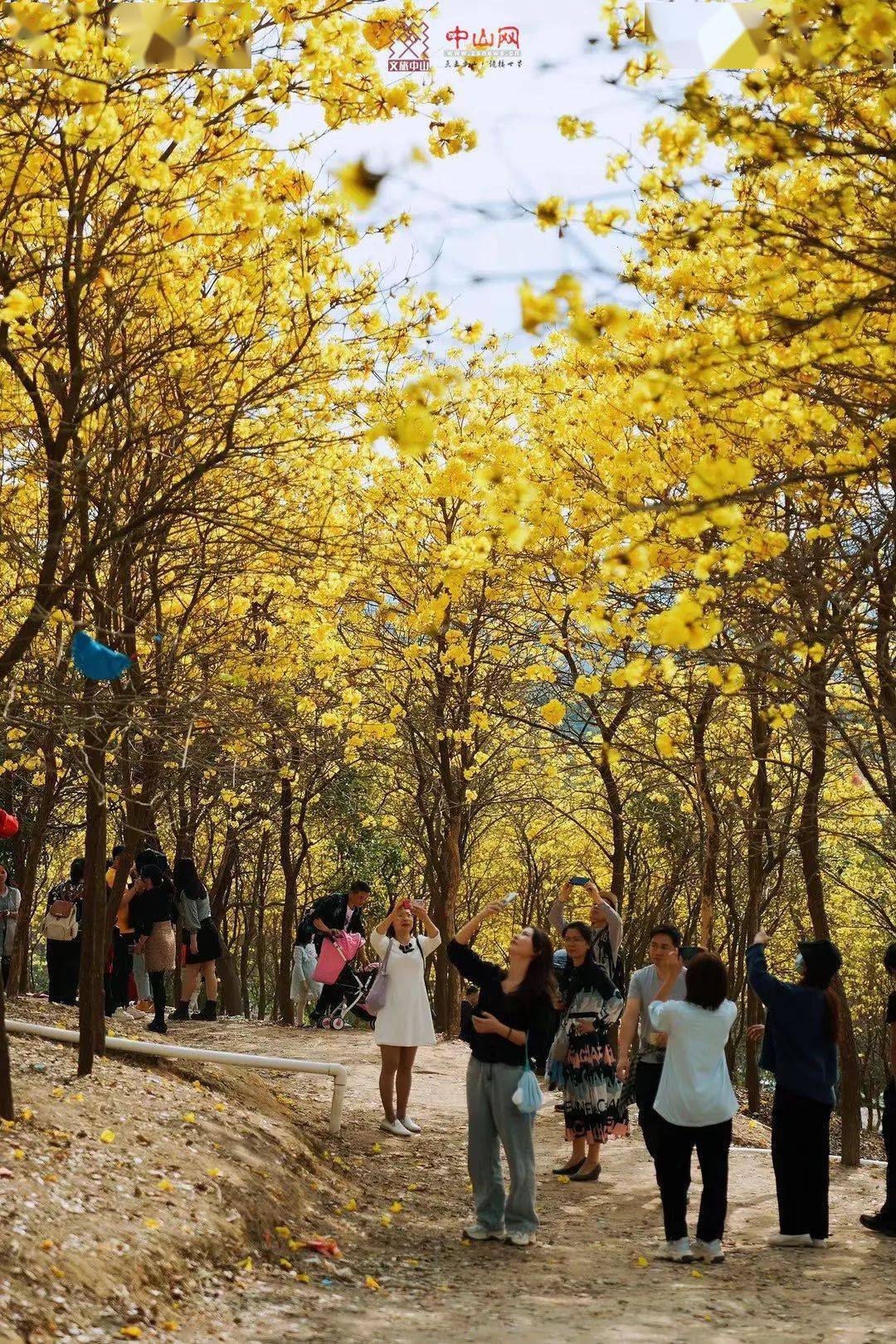 大量美图中山五大花海齐放