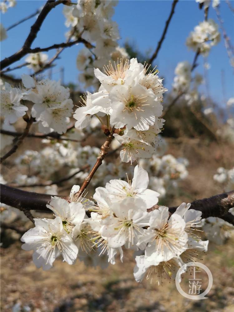 美！巫山大溪2000多亩樱桃花盛开