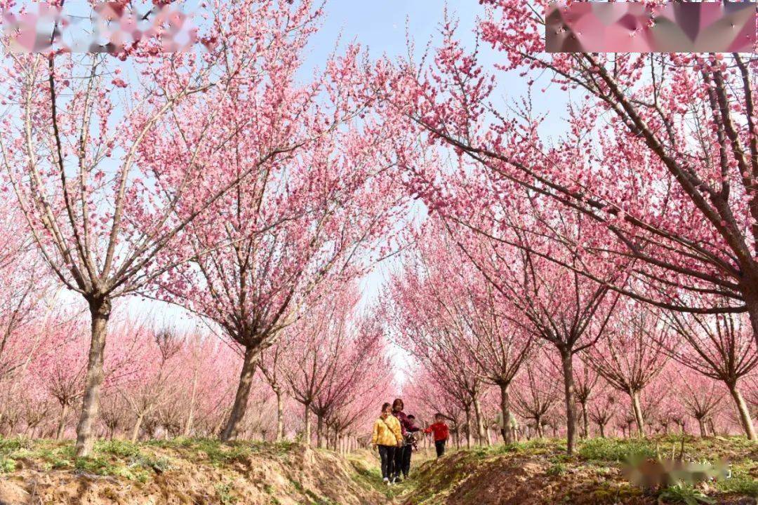 春游巢湖系列之庙岗乡清水湾梅花园