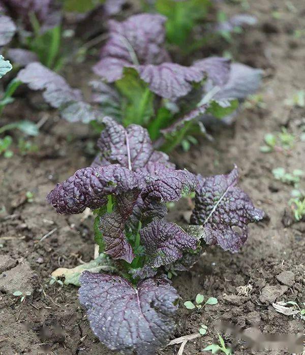 川崎香芥菜:淡绿色叶片有明显的皱褶,直立性强.